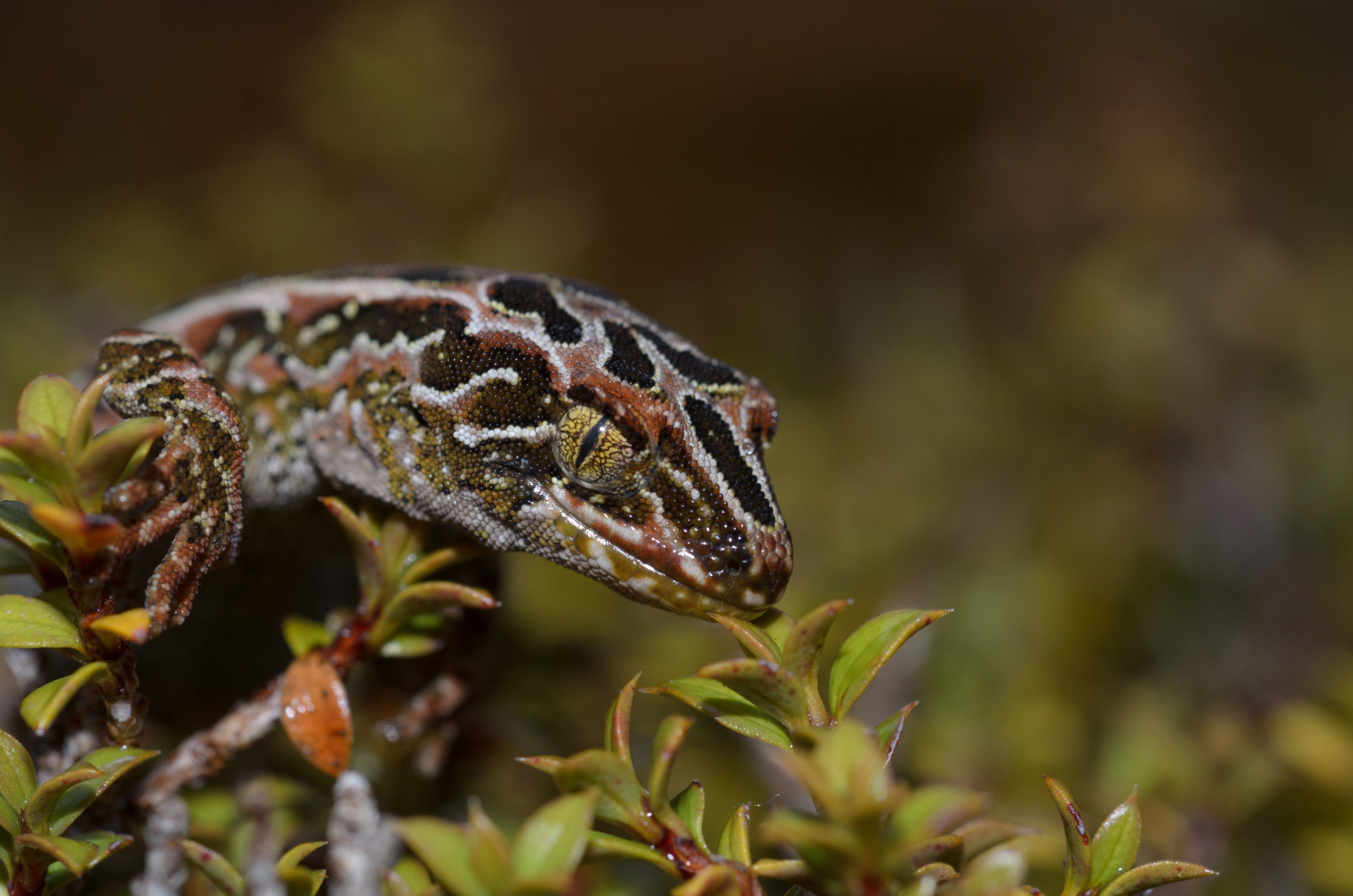 DSC_2962 – Adventure, Crispin, Hoplodactylus, Island, March 2017, National Park, New, New Zealand, Rakiura, South, Stewart, Tukutuku rakiurae, Zealand, amazing, gecko, harlequin gecko, rare, stunning